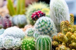 closeup various cactus plants in garden photo