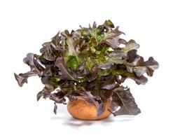 red oak leaf lettuce with pot on white background photo