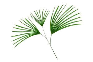 Green leaves pattern,leaf palm tree isolated on white background photo