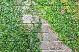 ivy and wall with brown brick, Abstract background photo