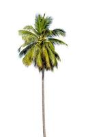 Cocoanut tree isolated on white background photo