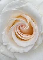 A macro shot of a beautiful white rose right after blooming. photo