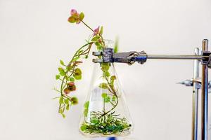 Examples of herbs in laboratory glass bottle for drug and cosmetics extraction with stand flask holder front of white wall. photo