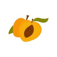 apricot with a leaf. Half with bone. cartoon clip-art isolated on white background. Sectional fruit. Two fruits. Vector illustration, hand drawn