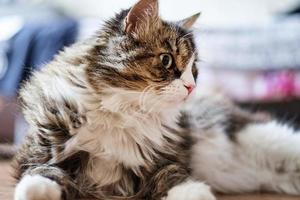 Young cute domestic cat at home, closeup photo