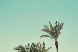 Vintage palm tree on a beach against blue sky in summer, toned photo