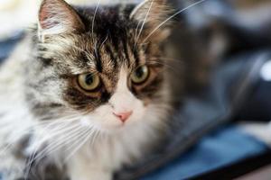 Young cute domestic cat at home, closeup