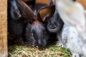 Gray and black bunny rabbits eating grass, closeup photo