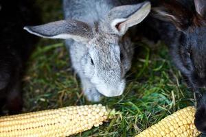 Gray and black bunny rabbits eating ear of corn, closeup photo