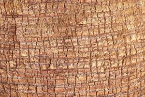 Close up texture of bark of palm tree photo