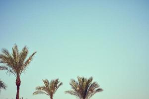palmera vintage en una playa contra el cielo azul en verano, foto tonificada