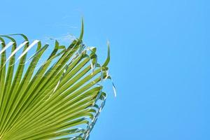 Close up of palm leaves against blue sky background photo