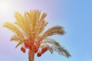 palmera con frutos de dátiles contra el cielo azul. concepto de viaje de verano foto