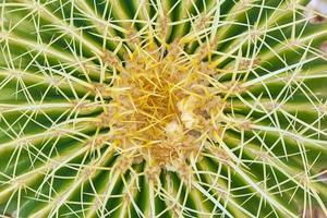 Close up of thorn cactus succulent texture background photo