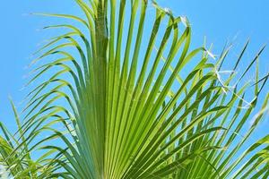 Close up of palm leaves against blue sky background photo