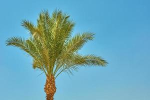 Date palm tree on a beach against blue sky photo