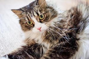 Young cute domestic cat at home, closeup photo