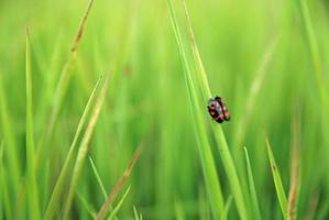 small love romance in grass photo