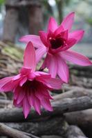 hermosa flor de nenúfar rosa en el agua foto