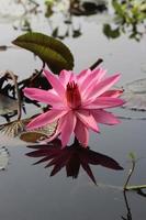 hermosa flor de nenúfar rosa en el agua foto