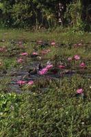 hermosa flor de nenúfar rosa en el agua foto