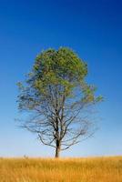 árbol en el prado en un día soleado foto