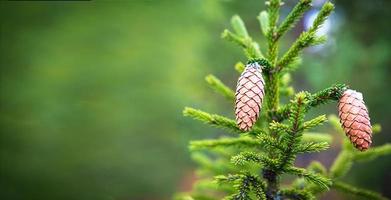 Pinecone on a spruce close-up on a natural green background. Christmas tree, evergreen coniferous, pine cones with resin. New Year. Christmas market. Space for text. photo