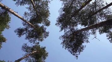 pino alberi cime su il vento video