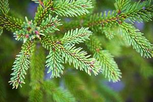 Spruce branch with short needles close-up. Natural background, green Christmas tree texture, pattern. Christmas, new year. Space for text. Selective focus photo