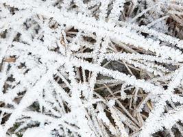 Ice crystals on dry grass. Frosty pattern in nature in winter from frost and snow. Background, space for text. photo