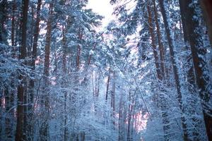 pinos en la nieve después de una nevada en el bosque. puesta de sol rosa a través de los árboles en el cielo. paisaje de invierno foto