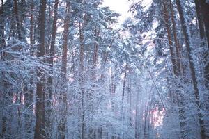 Pine trees in the snow after a snowfall in the forest. Pink sunset through the trees in the sky. Winter landscape photo