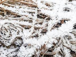 Ice crystals on dry grass. Frosty pattern in nature in winter from frost and snow. Background, space for text. photo