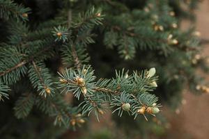 Green branches of spruce with needles and cones close-up. Natural background for Christmas and new year. Space for text photo