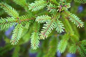 Spruce branch with short needles close-up. Natural background, green Christmas tree texture, pattern. Christmas, new year. Space for text. Selective focus photo