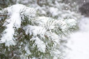 árboles cubiertos de nieve en el bosque después de una nevada. abetos y pinos de fondo blanco y natural. largas agujas de agujas, estaciones. copie el espacio foto