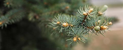 Green branches of spruce with needles and cones close-up. Natural background for Christmas and new year. Space for text photo