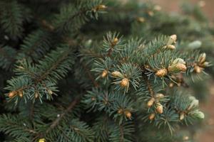Green branches of spruce with needles and cones close-up. Natural background for Christmas and new year. Space for text photo