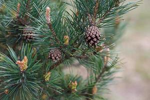 Green branches of spruce with needles and cones close-up. Natural background for Christmas and new year. Space for text photo