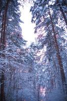 Pine trees in the snow after a snowfall in the forest. Pink sunset through the trees in the sky. Winter landscape photo