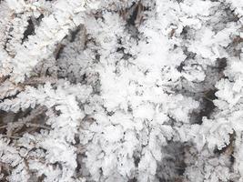 Ice crystals on dry grass. Frosty pattern in nature in winter from frost and snow. Background, space for text. photo