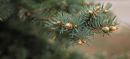 ramas verdes de abeto con agujas y conos de cerca. fondo natural para navidad y año nuevo. espacio para texto foto