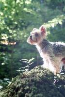 retrato de lindo perro yorkshire terrier de pie sobre musgo en el bosque