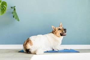 Cute mixed breed dog lying on cool mat looking up on blue wall background photo