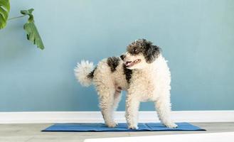 Cute mixed breed dog sitting on cool mat looking up on blue wall background photo