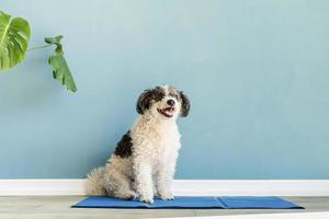 Cute mixed breed dog sitting on cool mat looking up on blue wall background photo