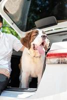 st. bernard dog travelling in car, enjoying road trip photo