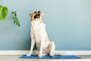 Cute mixed breed dog lying on cool mat looking up on blue wall background photo