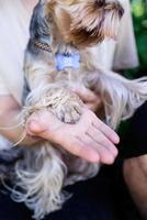 mujer joven sosteniendo una pequeña pata de perro yorkshire terrier en la mano foto