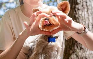 young woman holding small dog puppy yorkshire terrier hiking at the mountains photo